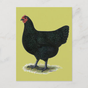 Jersey Giant:  Black Hen Postkarte