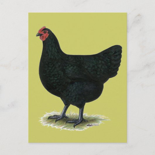 Jersey Giant: Black Hen Postkarte (Vorderseite)
