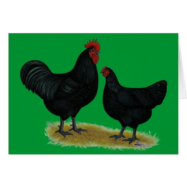Jersey Giant Chickens (Vorderseite (Horizontal))