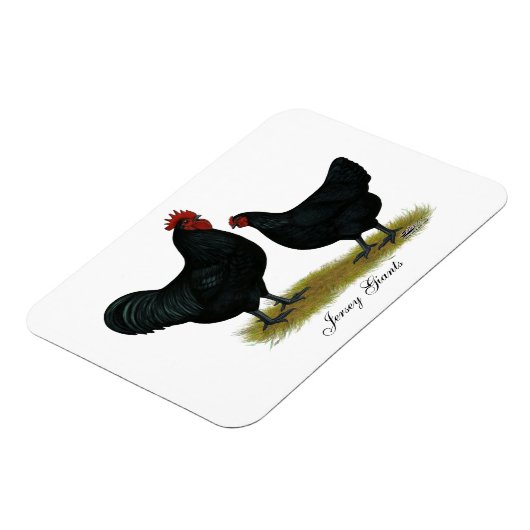 Jersey Giant Chickens Magnet (Linke Seite)