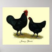 Jersey Giant Chickens Poster (Vorne)
