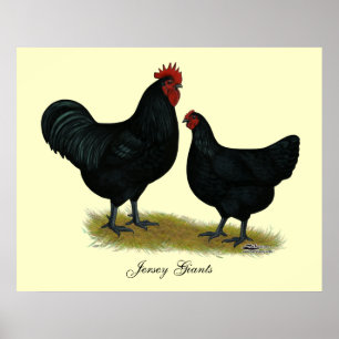 Jersey Giant Chickens Poster
