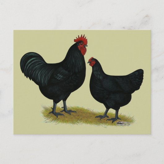 Jersey Giant Chickens Postkarte (Vorderseite)