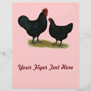 Jersey Giant Hühner Flyer