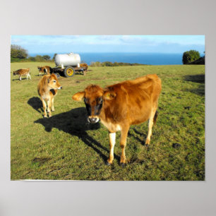 Jersey-Kälber, St John, Jersey Poster