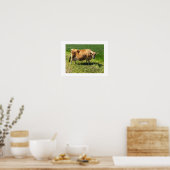 Jersey-Kuh auf den Kanalinseln Jersey Poster (Küche)