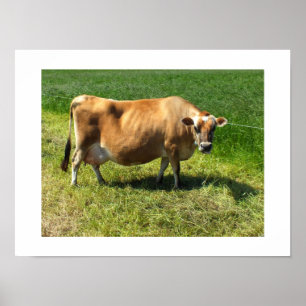 Jersey-Kuh auf Jersey Kanalinseln Poster