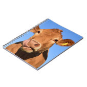 Jersey-Kuh, die seine Nase leckt Notizblock (Linke Seite)