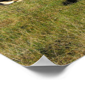 Jersey-Kuh in Jersey Poster (Ecke)