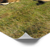 Jersey-Kuh in Jersey Poster (Ecke)