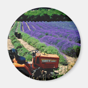 Jersey-Lavendelbauernhof, Jersey-Kanal-Inseln, Magnet