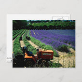 Jersey lavender farm, Jersey Channel Islands, Engl Postkarte (Vorne/Hinten)