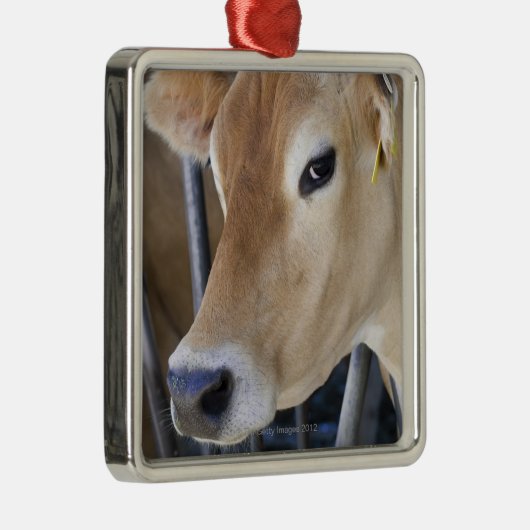 Jersey-Milchkuh mit Kopf im Hauptverschluß Silbernes Ornament (Rechts)