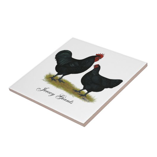 Jersey-Riese-Hühner Fliese (Seite)