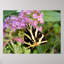 Jersey Tiger Butterfly Poster