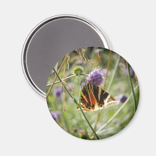 Jersey Tiger Moth Magnet (Vorderseite/Rückseite)