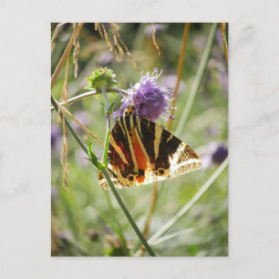 Jersey Tiger Moth Magnet Postkarte