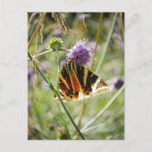 Jersey Tiger Moth Postcard