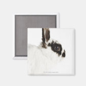 Jersey Wood Rabbit Magnet (Vorderseite/Rückseite)