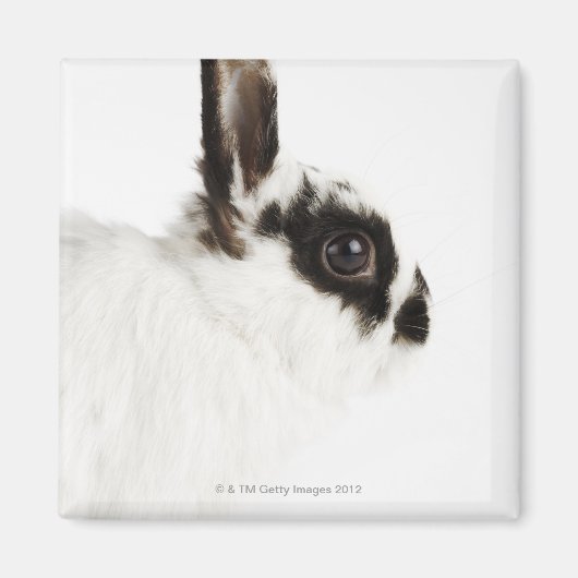 Jersey Wood Rabbit Magnet (Vorne)