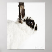 Jersey Wood Rabbit Poster (Vorne)