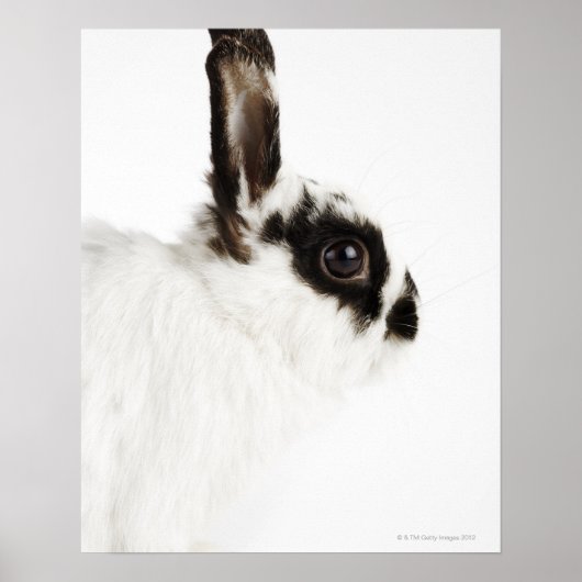 Jersey Wood Rabbit Poster (Vorne)