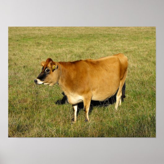 Jerseykuh in Jersey Poster (Vorne)
