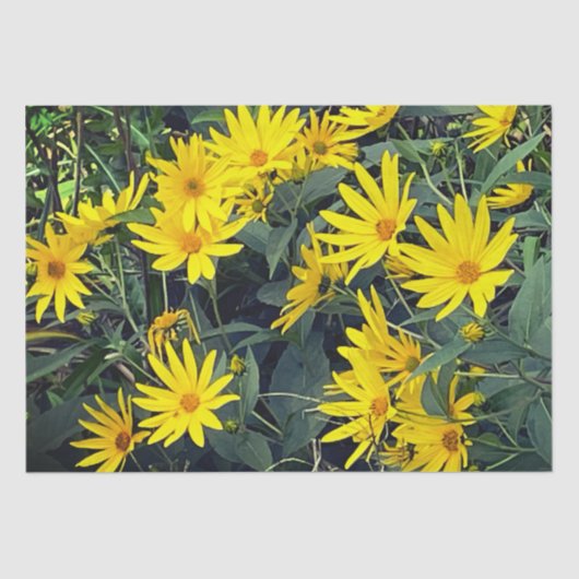 Jerusalem Artichoke Seidenpapier (Vorderseite)