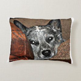 Jessie… das Kissen Texas Heeler