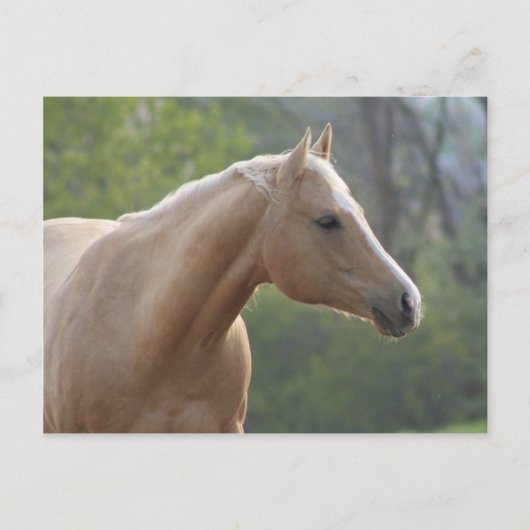 Jessie Rey Freckle Postkarte (Vorderseite)