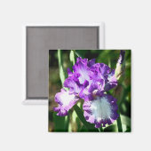 Jessie's Song Magnet (Vorderseite/Rückseite)