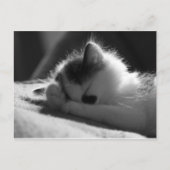 jessy jane - Postkarte (Vorderseite)