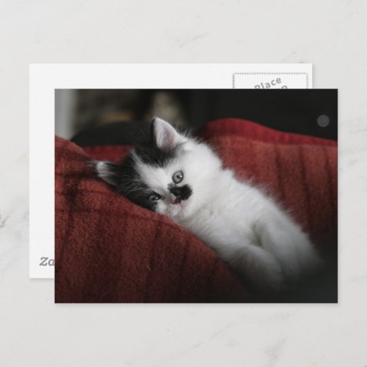 Jessy Jane - Postkarte (Vorne/Hinten)