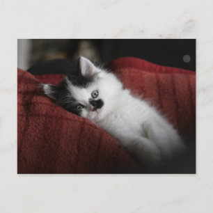 Jessy Jane - Postkarte