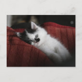 Jessy Jane - Postkarte (Vorderseite)