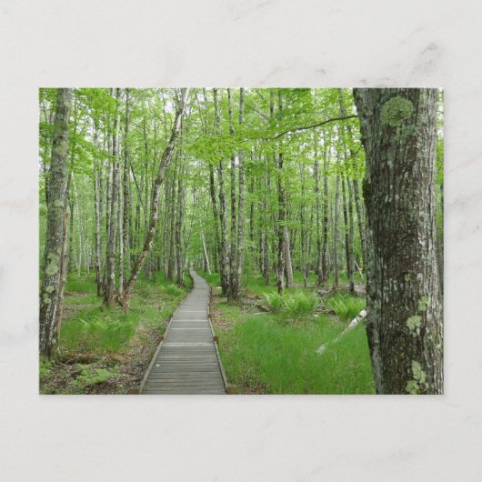 Jesup Path Gartenwanderweg Postkarte (Vorderseite)