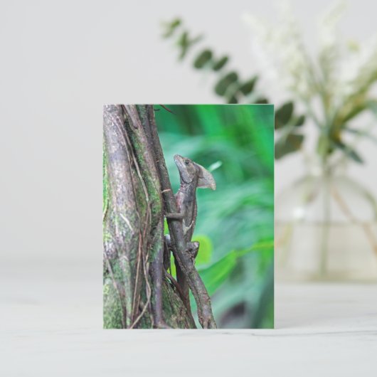 Jesus Christus Basilisk Lizard in Tortuguero Postkarte (Stehend Vorderseite)