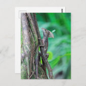 Jesus Christus Basilisk Lizard in Tortuguero Postkarte (Vorne/Hinten)