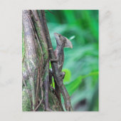 Jesus Christus Basilisk Lizard in Tortuguero Postkarte (Vorderseite)