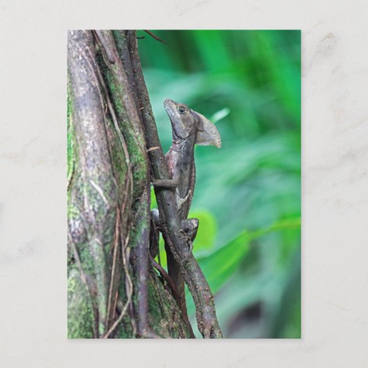 Jesus Christus Basilisk Lizard in Tortuguero Postkarte (Vorderseite)