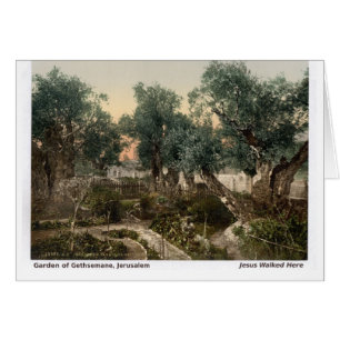 Jesus ging hierher: Garten von Gethsemane