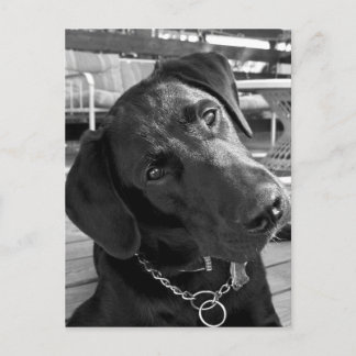 Jetzt, da ich Ihre Aufmerksamkeit habe.. Postkarte