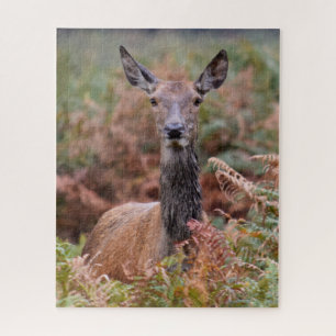 Jetzt haben Sie meine Aufmerksamkeit - 16x20 - 520 Puzzle