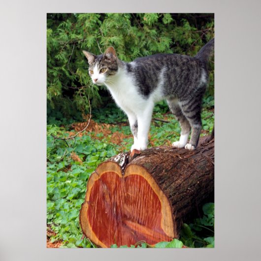 Jetzt haben Sie meine Aufmerksamkeit - Kitesposter Poster (Vorne)