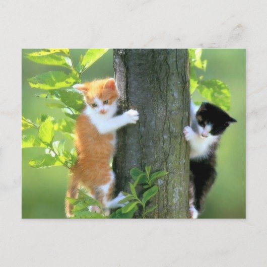 Jetzt in Schwierigkeiten Postkarte (Vorderseite)