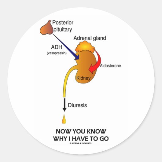 Jetzt wissen Sie, warum ich gehen muss (Diurese) Runder Aufkleber (Vorderseite)