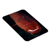 Jewel Grouper, Cephalopholis miniata Magnet (Rechte Seite)