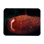 Jewel Grouper, Cephalopholis miniata Magnet (Horizontal)
