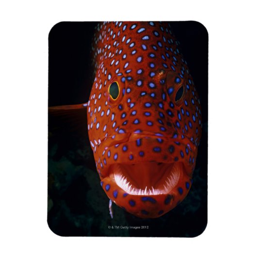 Jewel Grouper, Cephalopholis miniata Magnet (Vertikal)
