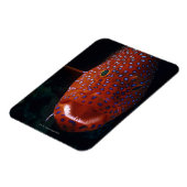 Jewel Grouper, Cephalopholis miniata Magnet (Linke Seite)